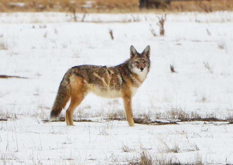 CPW implements daily furbearer bag limit at Ignacio meeting - Durango Herald